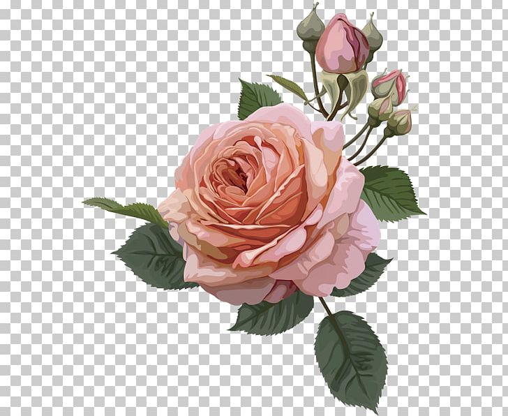 Still Life: Pink Roses Vintage Roses: Beautiful Varieties For Home And Garden PNG, Clipart, Cut Flowers, Floribunda, Flower, Flower Arranging, Flowers Free PNG Download