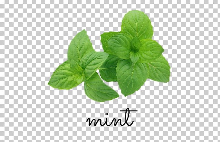 The Peppermint Supplement: Alternative Medicine For A Healthy Body Basil Mojito Wild Mint PNG, Clipart, Basil, Herb, Herbalism, Ingredient, Leaf Free PNG Download
