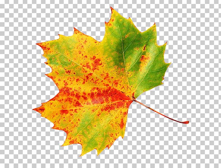 Autumn Sticker PNG, Clipart, Autumn, Autumn Leaf Color, Drawing, Green, Leaf Free PNG Download