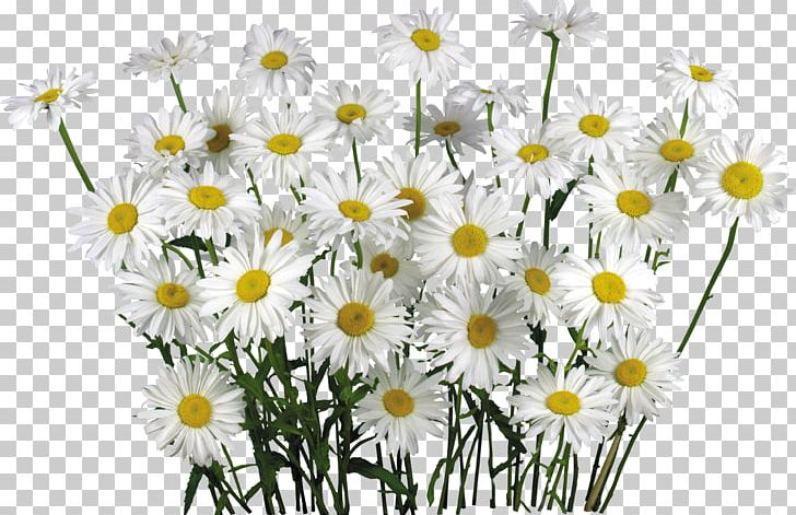 Chamomile Flower PNG, Clipart, Aster, Chamaemelum Nobile, Chrysanths, Common Daisy, Computer Icons Free PNG Download