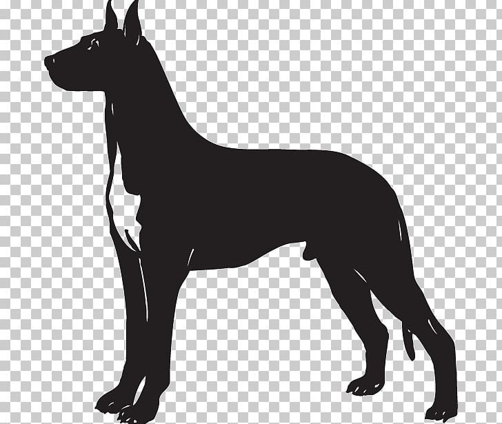 Great Dane German Pinscher Giant Schnauzer PNG, Clipart, Black, Black And White, Breed, Carnivoran, Cropping Free PNG Download