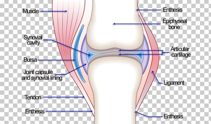 Knee Pain Joint Hip Osteoarthritis PNG, Clipart, Abdomen, Angle, Arm, Bone, Cartilage Free PNG Download