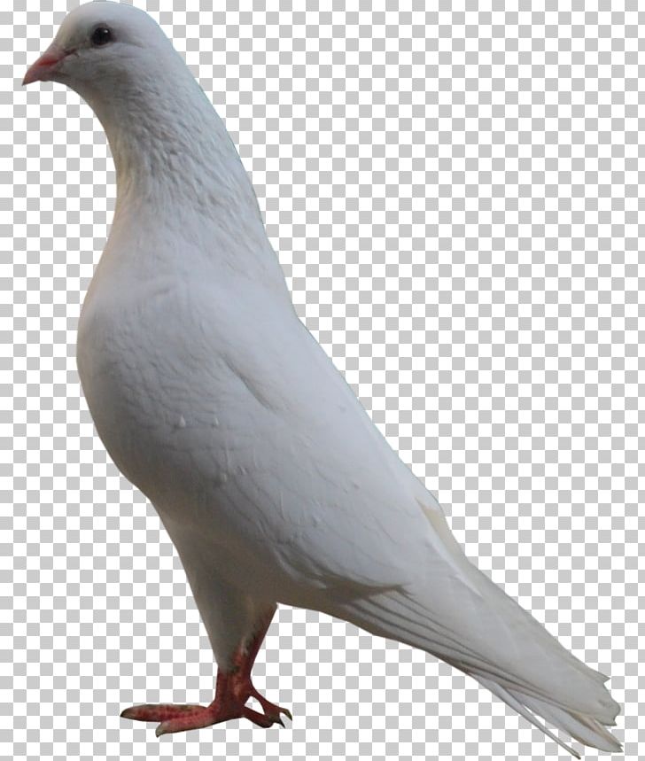 Stock Dove Bird Columbidae PNG, Clipart, Basmala, Beak, Bird, Blog, Columbidae Free PNG Download