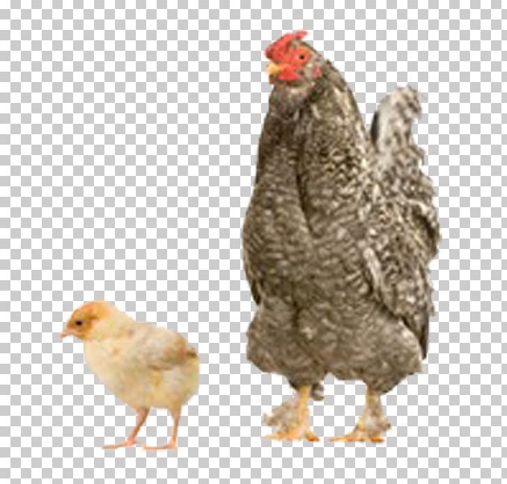 Chicken Turkey Duck Bird Kifaranga PNG, Clipart, Animal, Animals, Art, Beak, Bird Free PNG Download