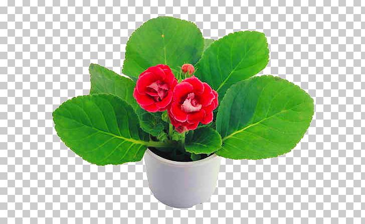 Gloxinia Primrose Fireplace Feijoa Brick PNG, Clipart, Annual Plant, Brick, Com, Feijoa, Fireplace Free PNG Download