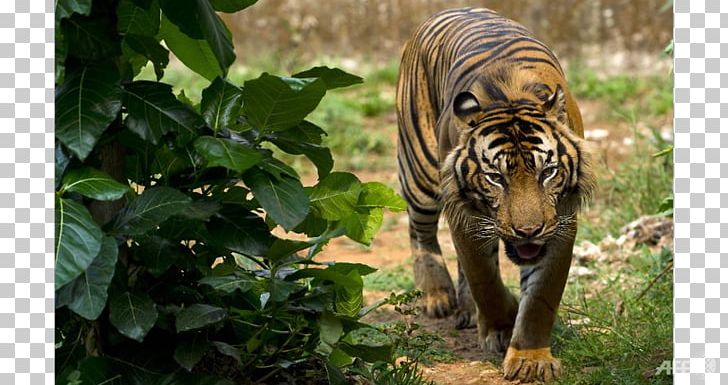 Indonesia Sumatran Tiger Bengal Tiger Endangered Species Lion PNG, Clipart, Animals, Bengal Tiger, Big Cats, Carnivoran, Cat Like Mammal Free PNG Download