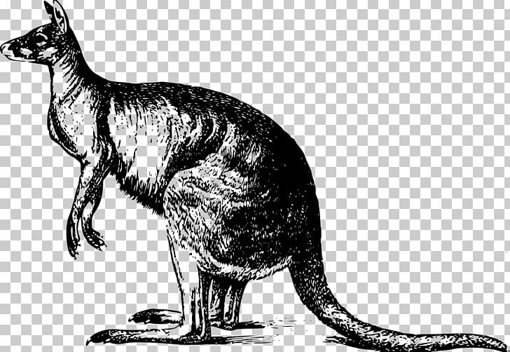 Red Kangaroo Australia PNG, Clipart, Animals, Australia, Black And White, Carnivoran, Cat Free PNG Download