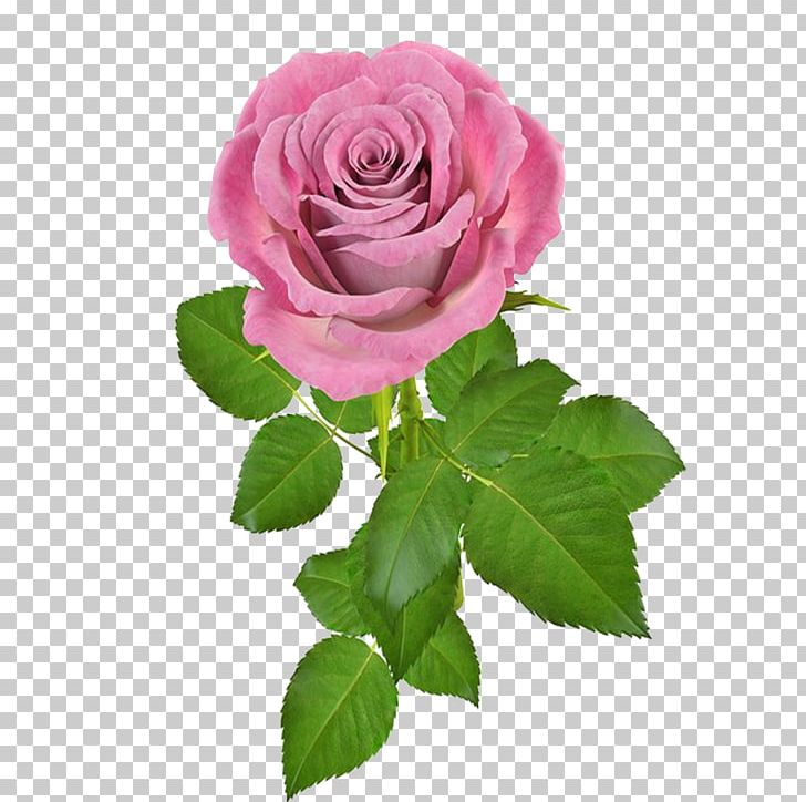 Rose Flower Pink PNG, Clipart, Animation, Color, Cut Flowers, Desktop Wallpaper, Floribunda Free PNG Download