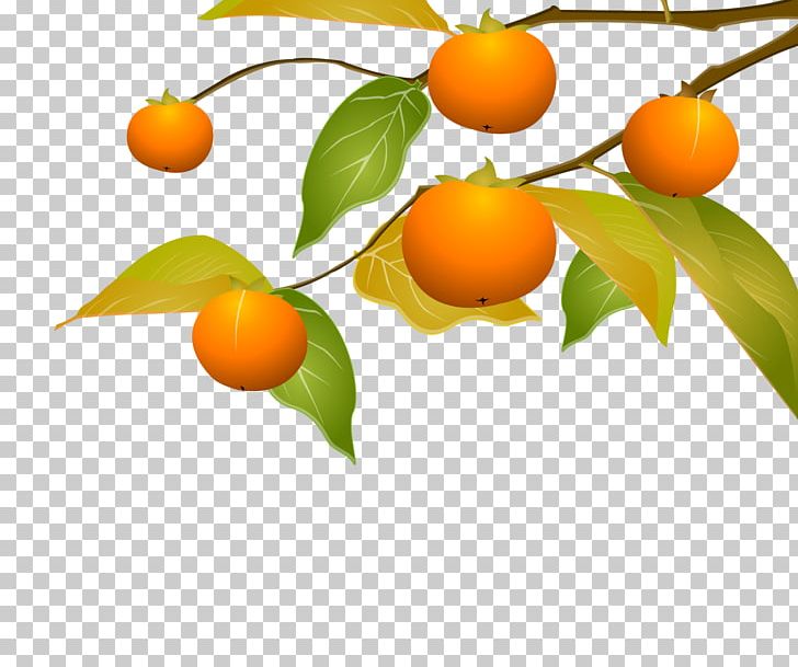Kumquat Tangerine Persimmon Clementine PNG, Clipart, Bitter Orange, Branch, Calamondin, Citrus, Encapsulated Postscript Free PNG Download