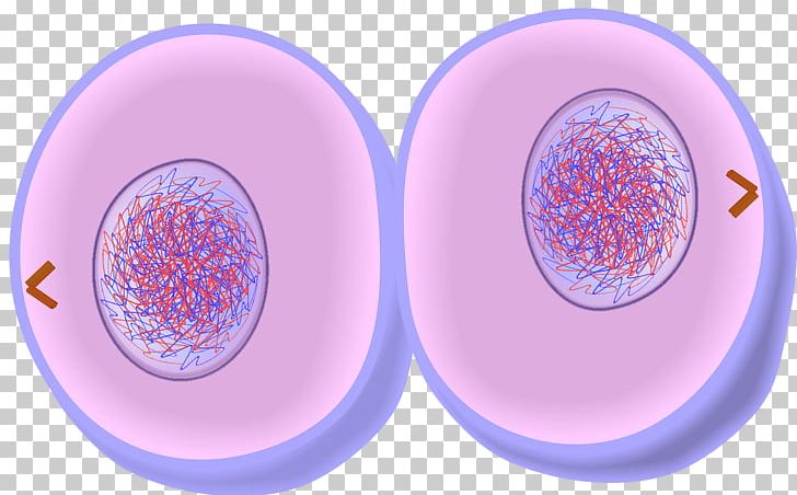 Mitosis Cytokinesis Cell Division Telophase Prometaphase PNG, Clipart, Anaphase, Cell, Cell Cycle, Centriole, Circle Free PNG Download