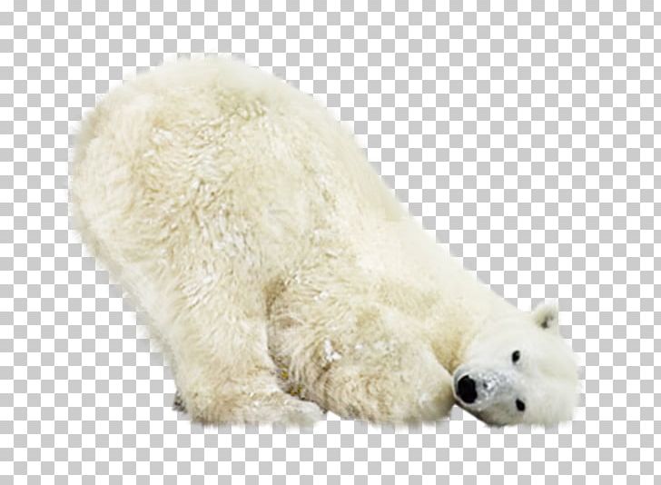 Polar Bear Earless Seal North Pole PNG, Clipart, Animal, Animals, Bear, Breed, Canidae Free PNG Download