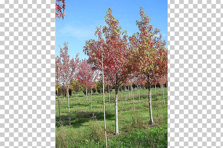 Sugar Maple Tree Shrub Sweetgum Deciduous PNG, Clipart, Autumn, Autumn Leaf Color, Deciduous, Evergreen, Flowering Plant Free PNG Download