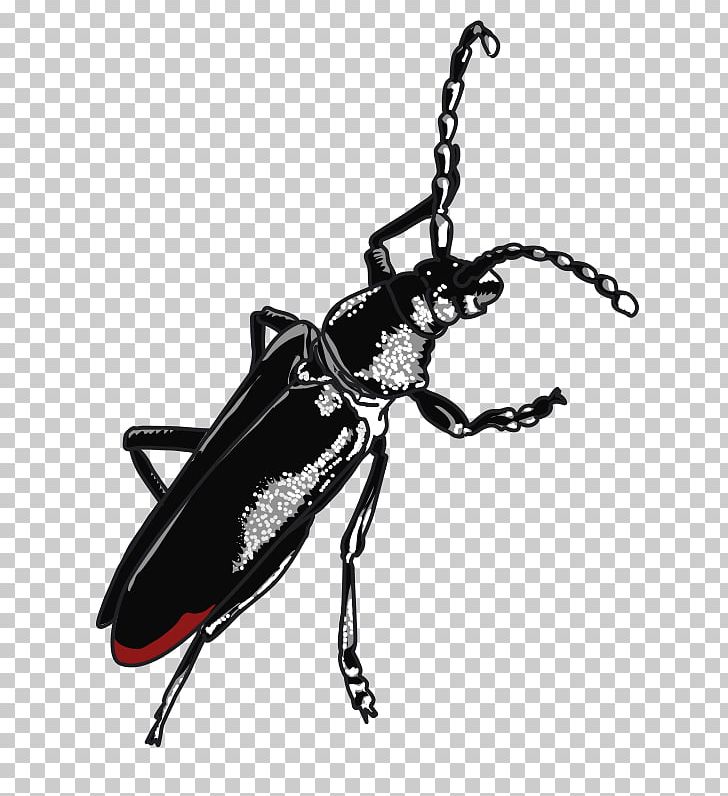 Beetle Cerambyx Cerdo PNG, Clipart, Animal, Animals, Arthropod, Beetle, Black And White Free PNG Download
