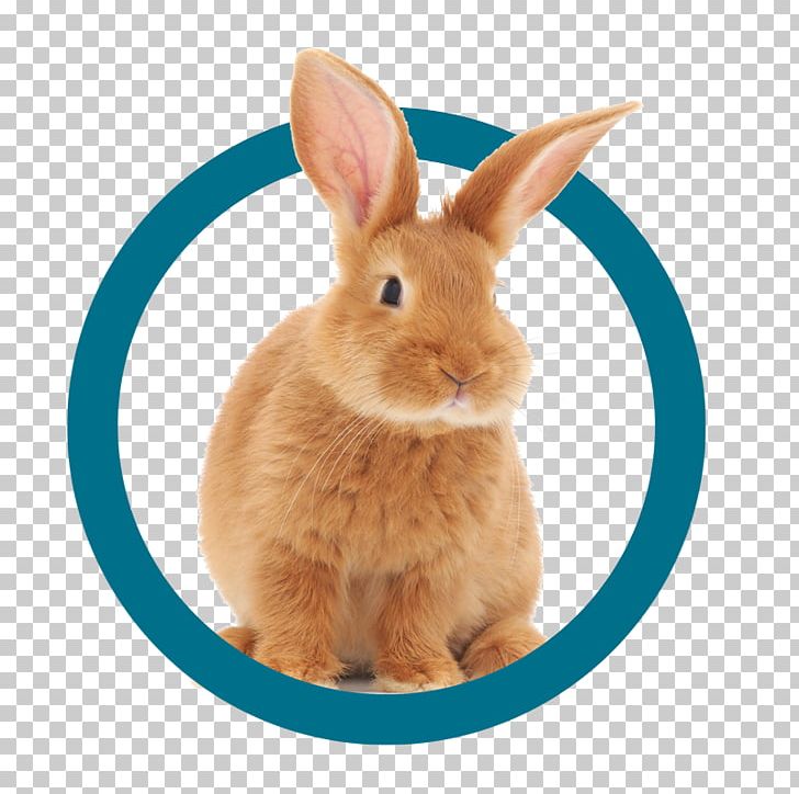 Domestic Rabbit Himalayan Rabbit Himalayan Cat Hare PNG, Clipart, Animals, Breed, Cage, Cat, Dog Free PNG Download