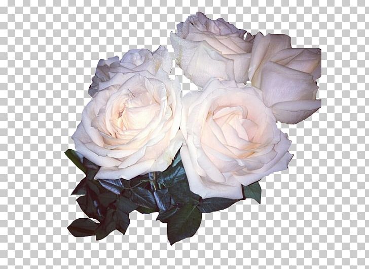 Garden Roses Cabbage Rose Seventeen Flower Floribunda PNG, Clipart, Artificial Flower, Cabbage Rose, Cut Flowers, Floribunda, Floristry Free PNG Download
