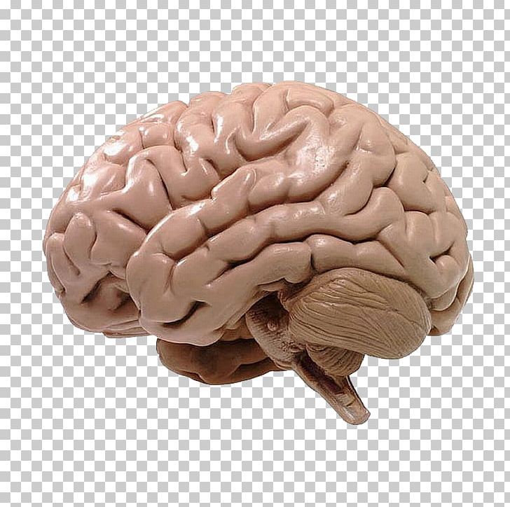 Human Brain BRAIN Initiative Neuroscience Cognitive Training PNG, Clipart, Brain, Brain Initiative, Cognitive Training, Function, Human Anatomy Free PNG Download