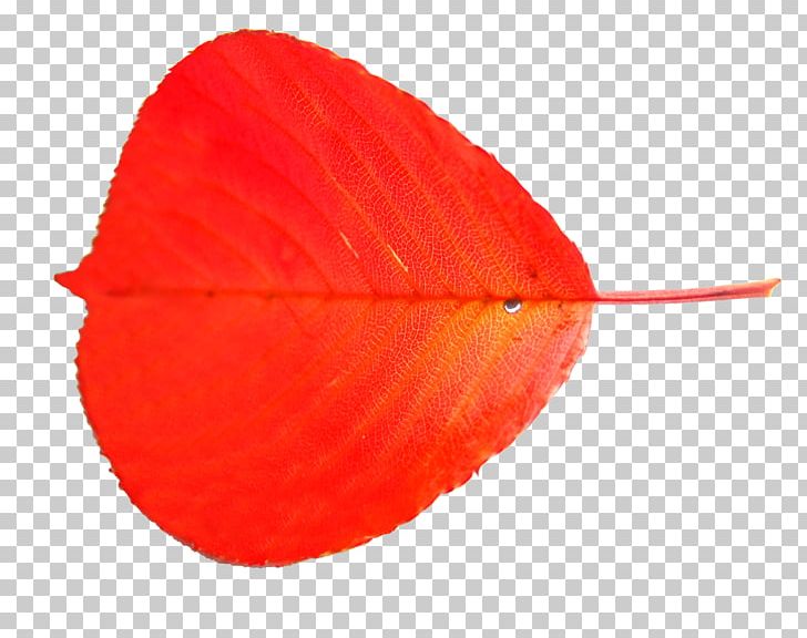 Leaf Petal PNG, Clipart, Autumn Leaf, Change, Gradual, Gradual Change, Green Leaf Free PNG Download