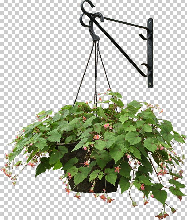 Plant Hanging Basket Flowerpot PNG, Clipart, Branch, Common Ivy, Dypsis Decaryi, Flower, Flowering Plant Free PNG Download