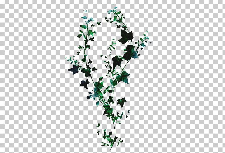 Plant Stem Leaf Flowering Plant PNG, Clipart, Branch, Flora, Flower, Flowering Plant, Leaf Free PNG Download
