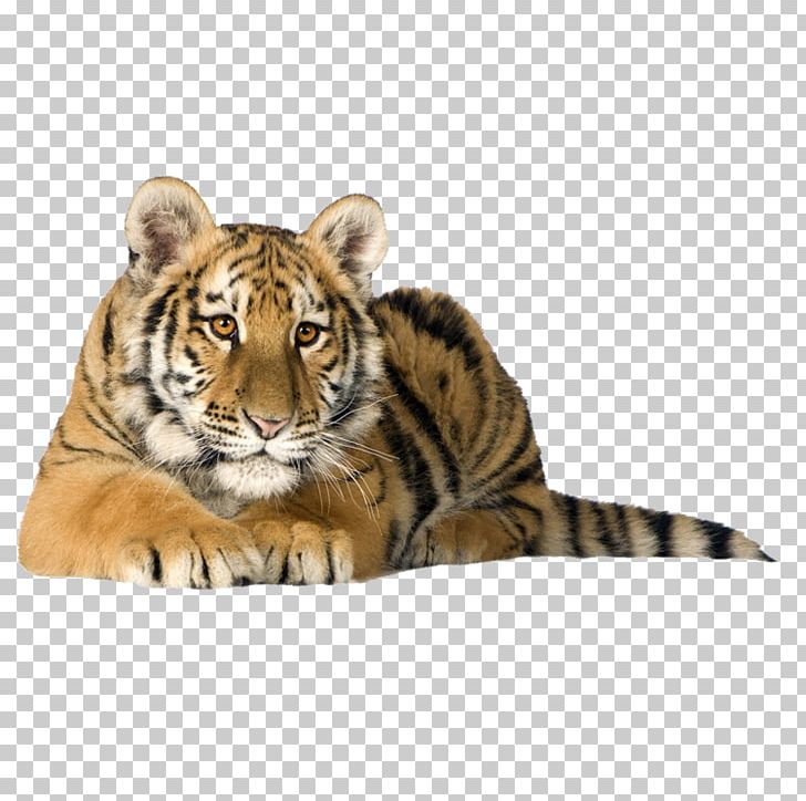 Bengal Cat Bengal Tiger Kitten Siberian Tiger White Tiger PNG, Clipart, Animals, Bengal Cat, Big Cat, Big Cats, Carnivoran Free PNG Download
