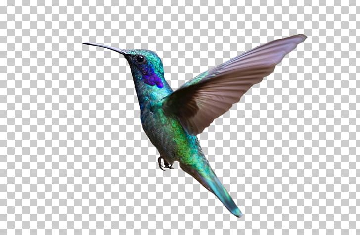 Hummingbird Bird Flight PNG, Clipart,  Free PNG Download