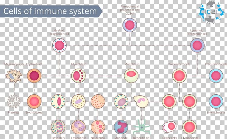 Immune System White Blood Cell Immunity Human Body PNG, Clipart, B Cell, Brand, Cell, Cell Therapy, Circle Free PNG Download