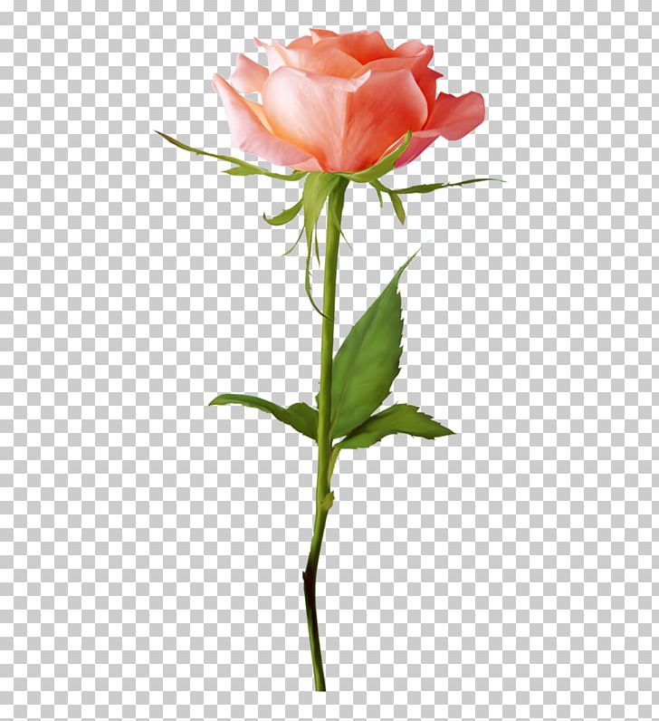 Rose PNG, Clipart, Bud, Clip Art, Cut Flowers, Dada, Download Free PNG Download