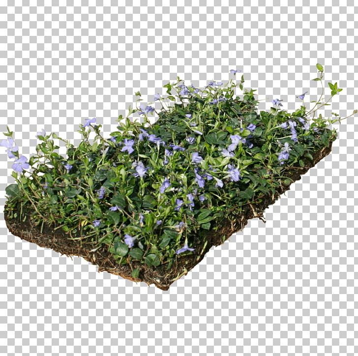 Myrtle Groundcover Perennial Plant Evergreen Dwarf Lilyturf PNG, Clipart, Dwarf Lilyturf, Evergreen, Flowerpot, Food Drinks, Grass Free PNG Download