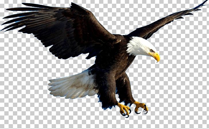 Bald Eagle Bird Of Prey PNG, Clipart, Accipitriformes, Animal, Animals, Bald Eagle, Beak Free PNG Download