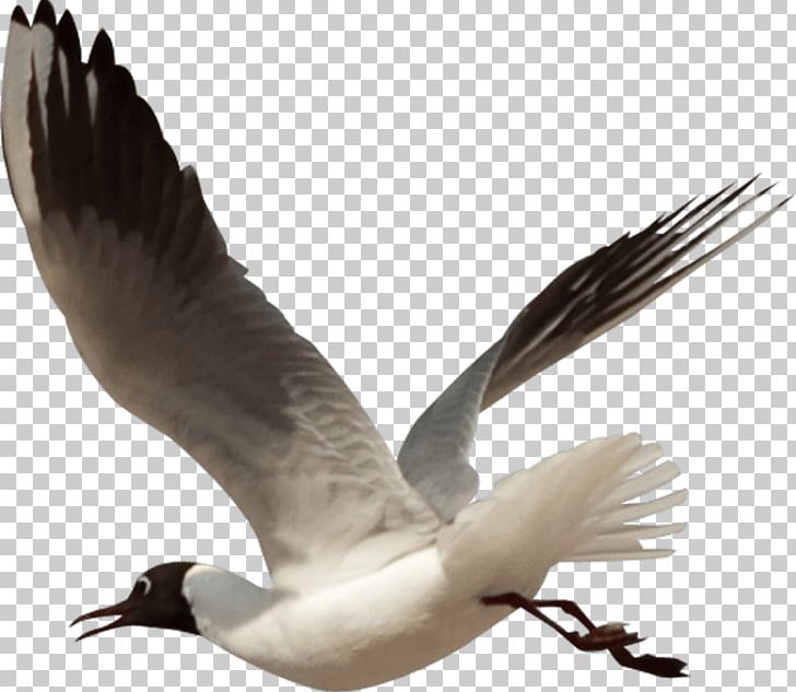 Bird Goose PNG, Clipart, Animals, Beak, Bird, Bird Hd, Bird Nest Free PNG Download