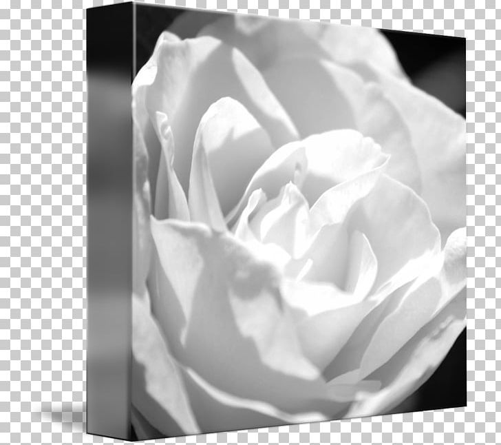 Garden Roses Photography Cabbage Rose Gallery Wrap PNG, Clipart, Black And White, Canvas, Closeup, Computer Wallpaper, Desktop Wallpaper Free PNG Download