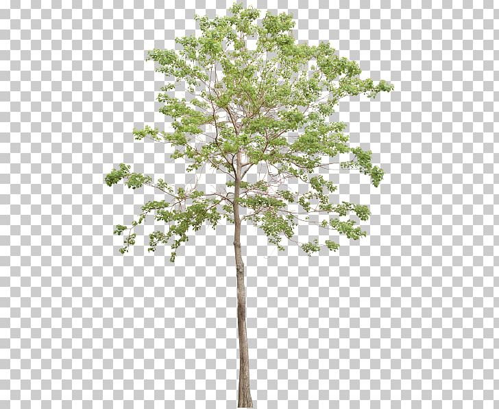 Tree Computer Icons Light PNG, Clipart, Arecaceae, Branch, Computer Icons, Download, Light Free PNG Download