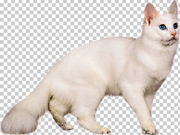 Turkish Angora Turkish Van Maine Coon Cat Food Breed PNG, Clipart, Animal, Animals, Asian Semi Longhair, Black White, Carnivoran Free PNG Download