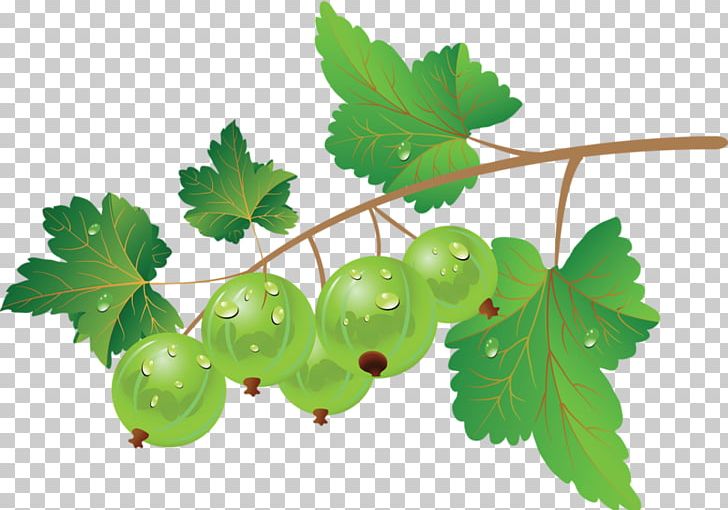 Berry Fruit PNG, Clipart, Auglis, Blueberry, Blueberry Bush, Blueberry Cake, Blueberry Jam Free PNG Download