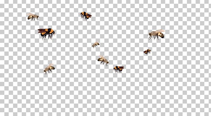 Insect Honey Bee Queen Bee Swarming Bumblebee PNG, Clipart, Apidae, Arthropod, Bee, Beehive, Bumblebee Free PNG Download