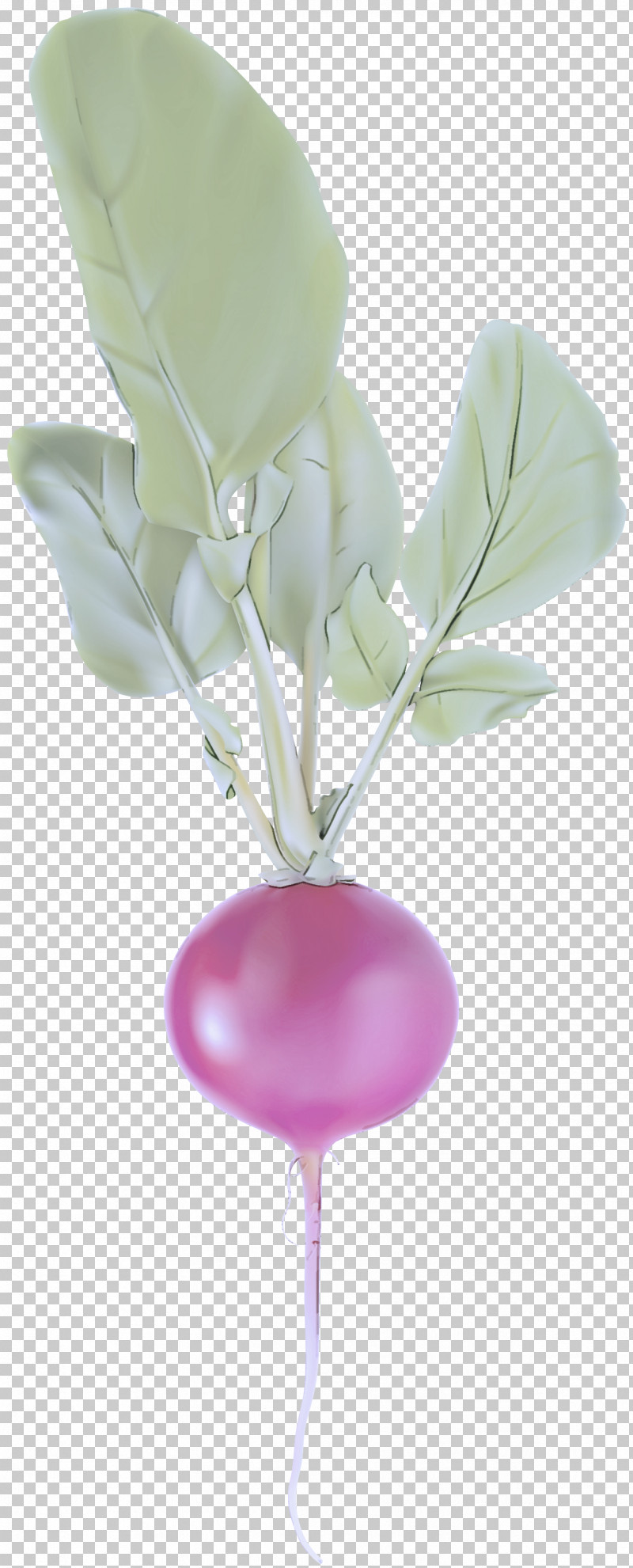 Pink Balloon Flower Plant Tulip PNG, Clipart, Anthurium, Balloon, Cut Flowers, Flower, Magnolia Free PNG Download