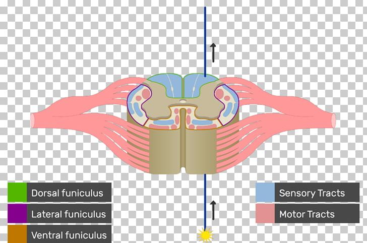 Spinal Cord White Matter Anatomy Nerve Tract Medulla Oblongata PNG, Clipart, Anatomy, Angle, Brainstem, Diagram, Funiculus Free PNG Download