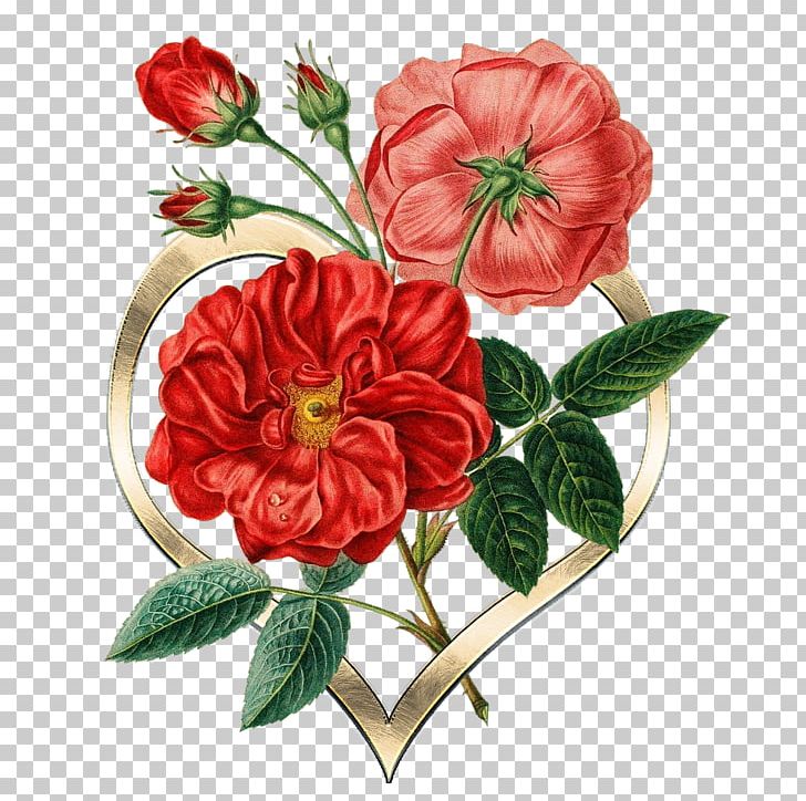 Botany Flower Rose Botanical Illustration PNG, Clipart, Beautiful Flowers, Botanical Illustration, Botany, Cut Flowers, Digital Image Free PNG Download
