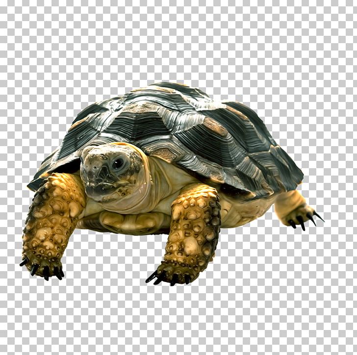 Keeled Box Turtle PNG, Clipart, Animals, Animation, Encapsulated Postscript, Fauna, Happy Birthday Vector Images Free PNG Download