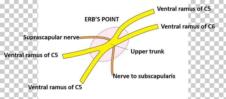 Nerve Point Of Neck Brachial Plexus Medial Cutaneous Nerve Of Arm Upper Trunk Posterior Triangle Of The Neck PNG, Clipart,  Free PNG Download