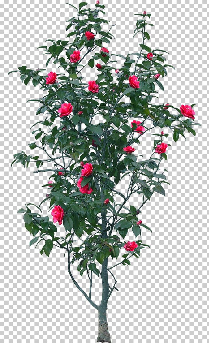 Tree Flower PNG, Clipart, Branch, Chin, Chinese Lantern, Chinese New Year, Chinese Style Free PNG Download