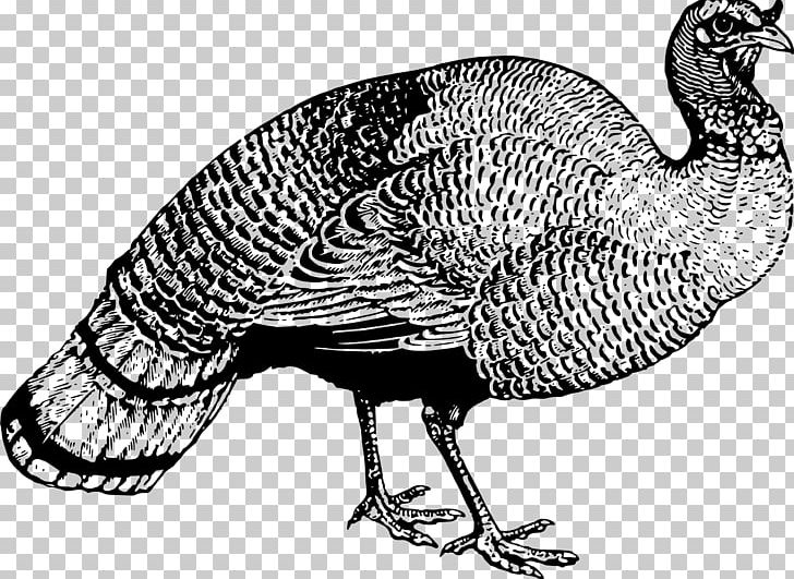 Turkey Fowl PNG, Clipart, Animal, Beak, Bird, Black And White, Chicken Free PNG Download