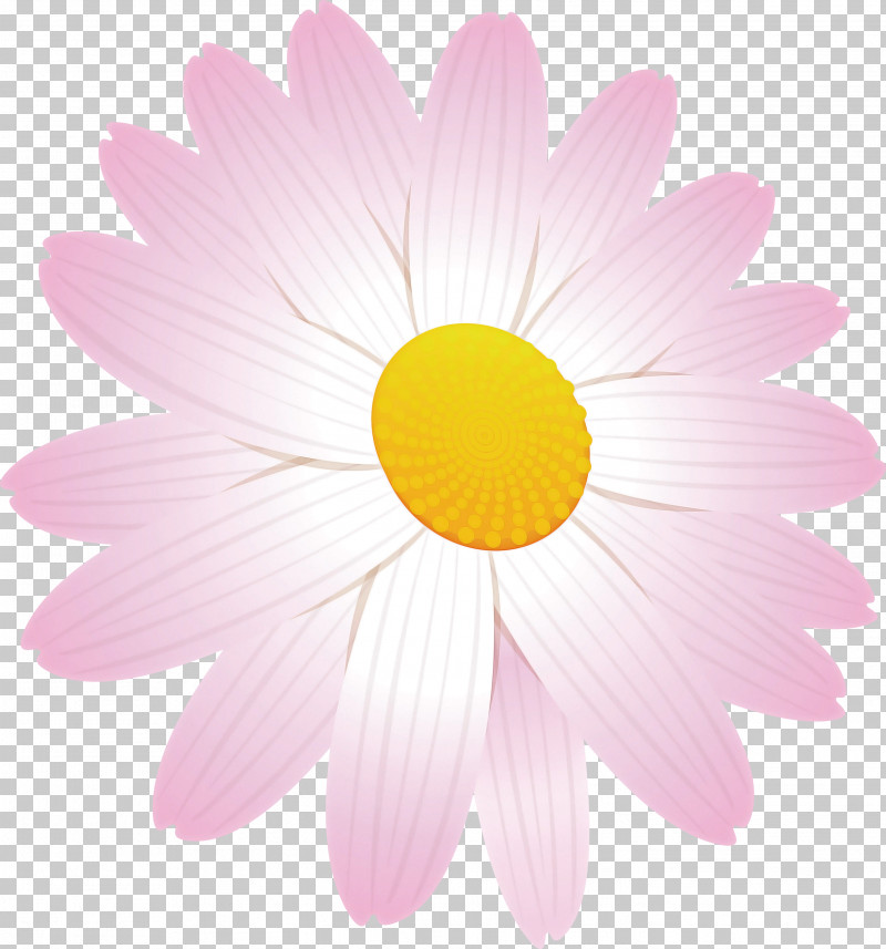 Marguerite Flower Spring Flower PNG, Clipart, Aster, Asterales, Barberton Daisy, Camomile, Chamomile Free PNG Download