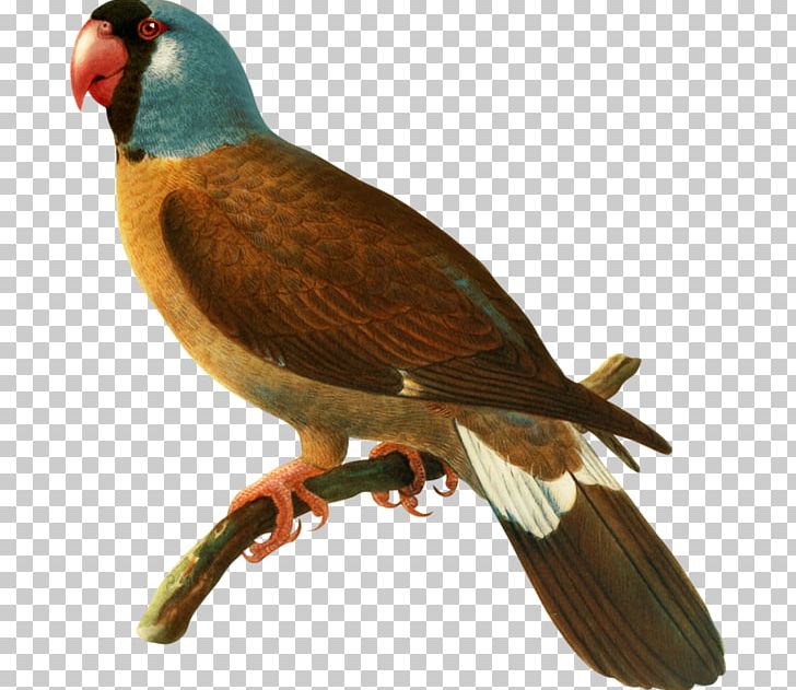 Bird Mascarene Islands Mascarene Parrot Parrots Beak PNG, Clipart, Animals, Avenue, Beak, Bird, Cuculiformes Free PNG Download