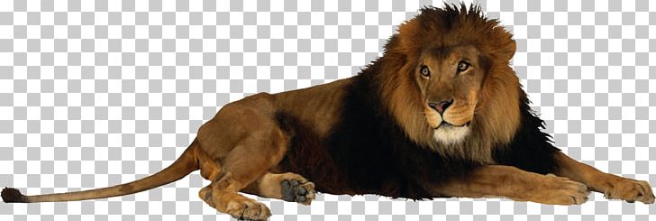 Lion PNG, Clipart, Lion Free PNG Download