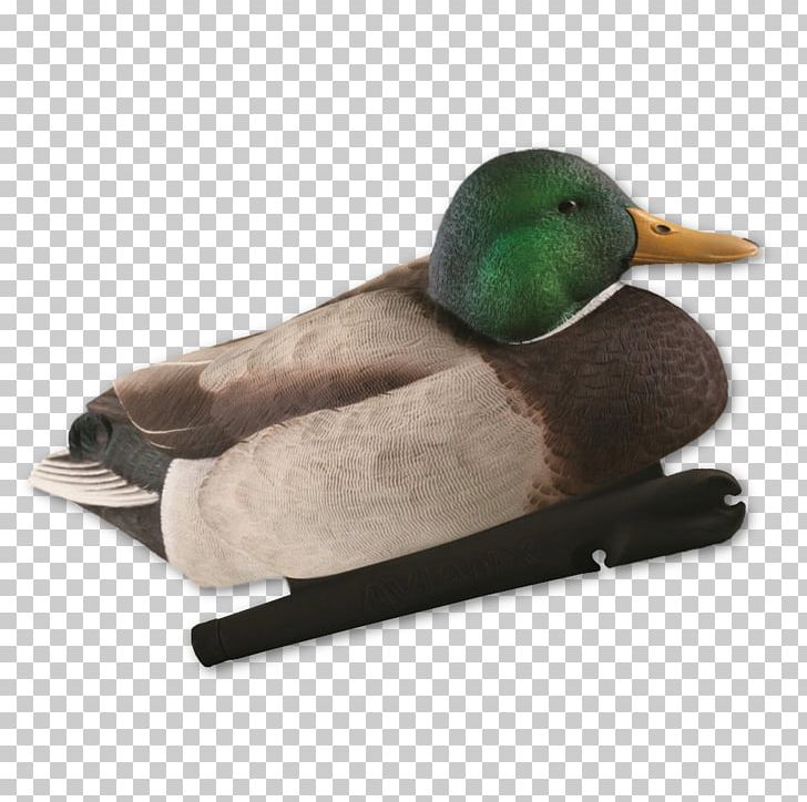 Mallard Goose Duck Hunting Decoy PNG, Clipart, Animals, Beak, Bird, Bird Migration, Decoy Free PNG Download