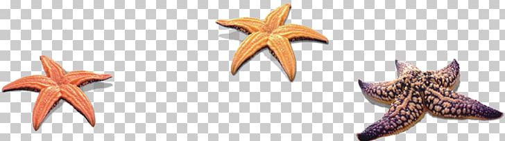 Starfish Seashell PNG, Clipart, Animals, Beach, Beautiful Starfish, Cartoon Starfish, Color Free PNG Download