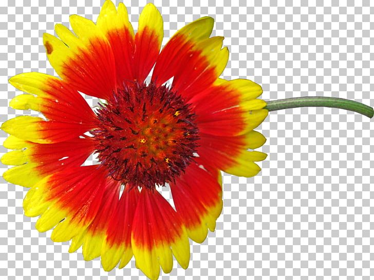 Transvaal Daisy Blanket Flowers Photography PNG, Clipart, Annual Plant, Blanket Flowers, Common Sunflower, Cut Flowers, Daisy Family Free PNG Download