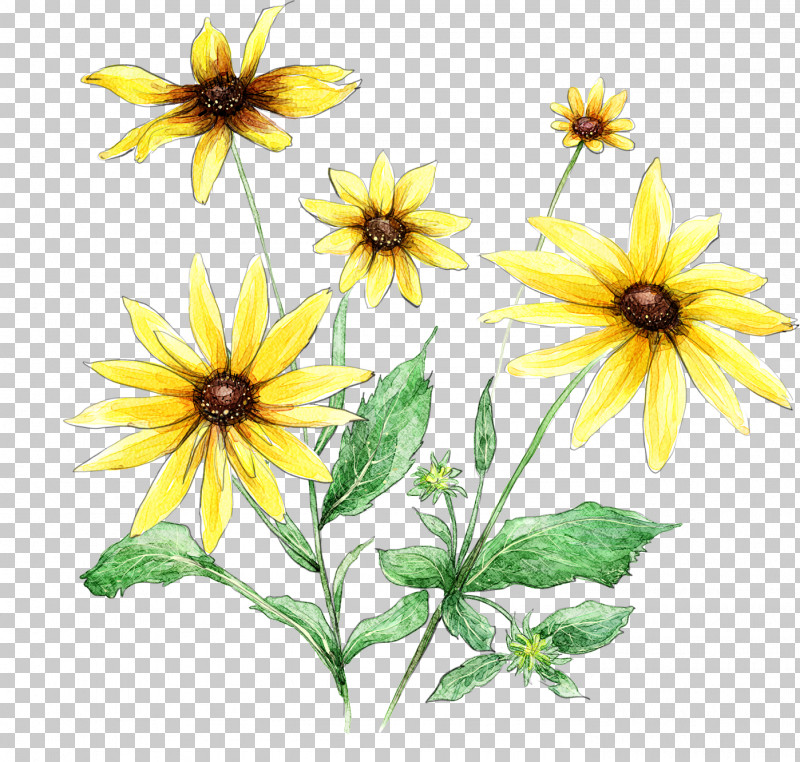 Sunflower PNG, Clipart, Annual Plant, Blackeyed Susan, Daisy Family, Drawing Flower, Floral Drawing Free PNG Download