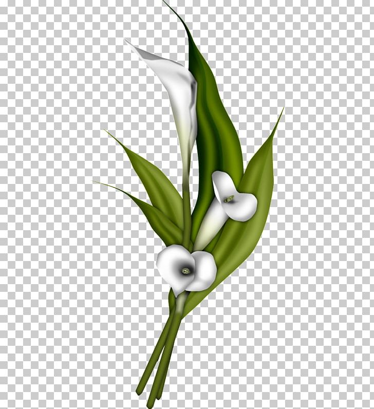 Flower Bouquet Arum-lily PNG, Clipart, Arumlily, Background White, Black White, Blog, Calla Free PNG Download